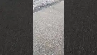 какая песчанка