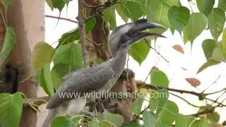 Indian grey hornbill foraging for wild berries under a sunlit forest canopy