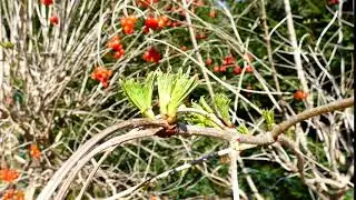 Schneeball (Viburnum) Austrieb im April. Moschuskrautgew&auml;chse (Adoxaceae) Lumix dc-fz82 Superzoom