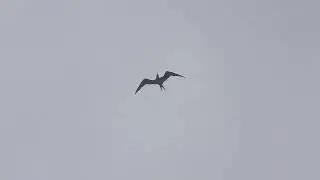 Lesser Frigatebird. Colaba, India. July 2024