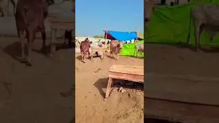 Karachi  cattle market Bakra Mandi camel market Sharab Ghot Karachi