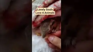 Lovely animal care Squirrel 🐿️ Lovers Pet Care at its best Compassion ❤️ Per parenting Healthy pets