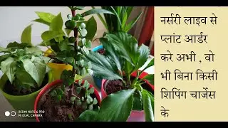 Nurserylive.com Plant Unboxing,First Experience|Genuine Review|Live indoor air purifier Plant Online