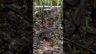 Indian Rock python/भारतीय अजगर#vasukinaag#wildlife#ajagar#