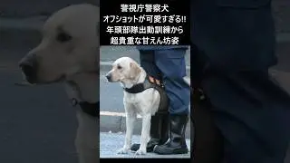 ハンドラーに甘える警視庁警備犬のオフショットが可愛すぎる!! 2026年頭部隊出動訓練から貴重なひとこま#policecar #policedog #ラブラドールレトリーバー