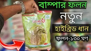 সোনার বাংলা ৬ ধান | ভালো বীজে ভালো ফলন। বাজারের সেরা উচ্চ ফলনশীল হাইব্রিড ধান বীজ। মোটা হাইব্রিড ধান