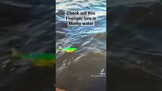 Check out this Firetiger lure in murky water 👌 #shorts