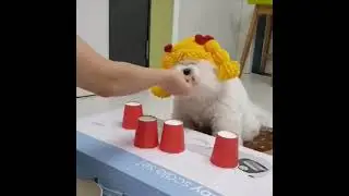 Funny cute animals vidoos of Dogs cats kittens and pet babies for playing in 2021