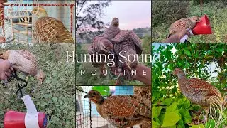 Male and female Sound // Kamuju Hunting Sound // Teetar Ka Jodi Sound