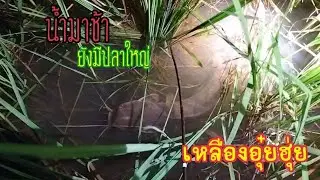ใส่เบ็ดเหยื่อฮวก..!!ปีนี้น้ำมาช้า!!..ปลาตัวไม่ใหญ่..แต่ยังหมาน