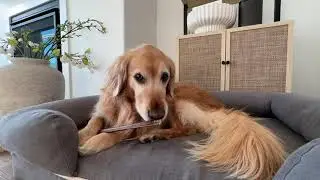 🐾 Top Rated Chew For Dogs That Chews Hard | Long Lasting Dog Chew 2025