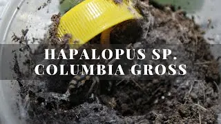 Кормление паука-птицееда Hapalopus SP. Columbia Gross. Сомнительная охота на опарыша.
