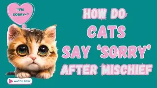 How do Cats Making Amends after Misbehaving, #understandingcats #catparenting #catbehavior
