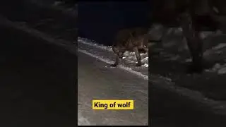 king of wolf india jammu kashmir #king #wolf #tiktok #subscribe #live #explore #youtuber #shorts