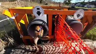 Texas - Muddy Paws K9 Biathlon april -25, 5:a i damklassen⭐️