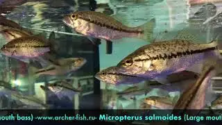 Micropterus salmoides