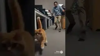 Кошачьи проблемы в космосе 😭😭