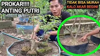 HARGA BERAPA KALO BONSAI ANTING PUTRI AKAR GINI ???