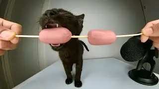 Funny Kitten eating Sausage ASMR