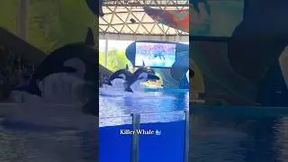 Proof that whales can dance too 🐋 #seaworld #killerwhaleshow #shorts #nepalitraveller #nepaliinusa