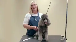 HOW TO SHAVE THE FACE OF A POODLE | ANDIS