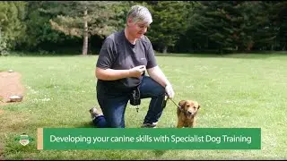 Why Did You Get A Dog Trainer? - Developing your dog training skills with Specialist Dog Training