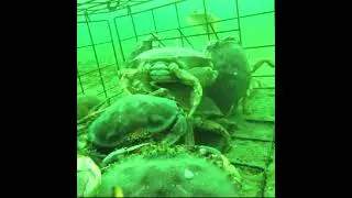 Cara Mancing Kepiting !!