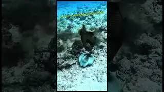 How does an octopus escape from predators?