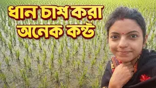 ধান খেতি যে কত কষ্ট 😥😥