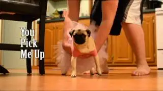 Pug Parody - Tik Tok - Kesha - Pug Parody