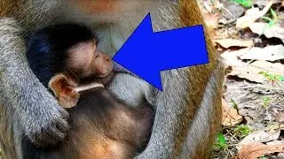 It looks so poor newborn monkey, It is so lonely newborn monkey-Jade and Mum