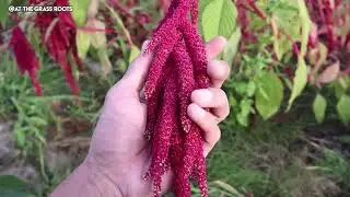 10 Native Supercrop's WAY Better Than Corn! (Big Agriculture Erased)