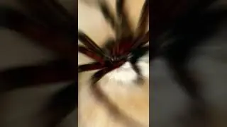 3-feet Giant Spider Discovered In Congo | J&rsquo;ba Fofi