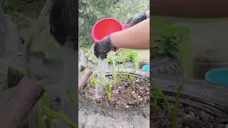 Mag tanom na pod tag gulay