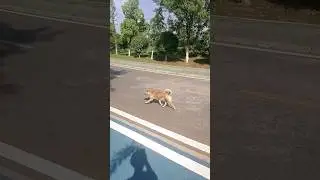 🐕Oh Don't run away!😱😱😳#dog #shorts