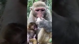Monkey 🐒 eating egg &hearts;️👍#shots #viral #funnyvideo #trending #monkey #monkeys