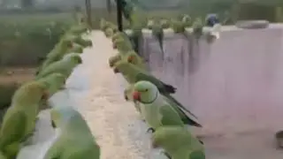 Sunday - morning parrot க்கு விருந்து# youtubelive# birds# Green parrot#