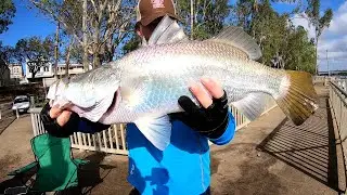 70 cm barra fitzroy river rockhampton