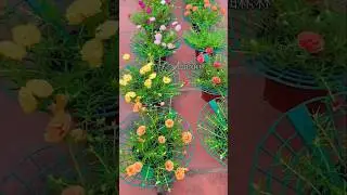 How to grow portulaca flower in pot with stand bushy #heronsbonsai #shorts