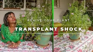 Transplant shock | Your plant is not dying | Easy tips on how to revive your plant.