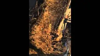 nor cal delevan duck hunting blind #6