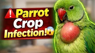 👉 Tote ka Crop Fula Hua Hai? 😱 Crop Infection ke Lakshan aur Sahi Ilaj | Parrot Care