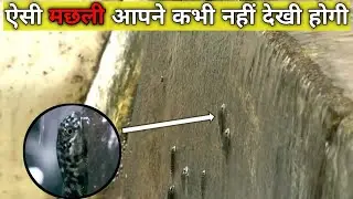 वाटरफाल्स के ऊपर चढ़ने वाली मछली ।। Rock climbing goby ।। #shorts