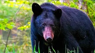 the american black bear 2024