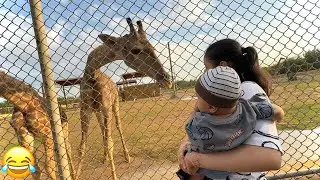 Жираф🦒 совсем рядом с нами😍 | блог о зоопарке