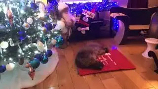 Happy Christmas ⛄🎁🎄🐈😺 #cat #christmas 