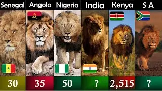 Comparison: Lion population by country | DWA