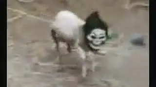 Funny Video - Goat wears a mask