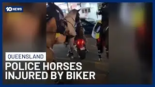 Man Charged After Allegedly Striking, Injuring Police Horses On Gold Coast | 10 News