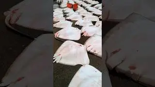 തേങ്ങാപട്ടണത്തെ തിരണ്ടി(തിരച്ചി) ചാകര   #fresh #freshfish #boating #tamil #thengapattanam #stingray
